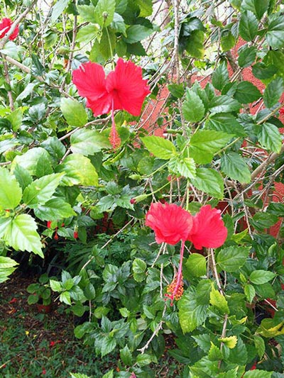 Flowers in the hotel garden